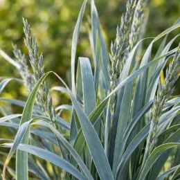 Leymus (Leymus arenarius) — touffes de longues feuilles rubanées et épis dressés · Photo d'illustration