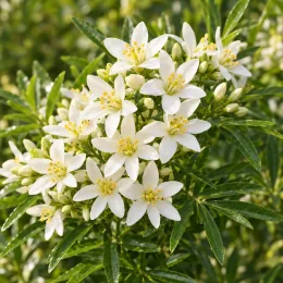 Oranger du mexique 'Aztec pearl' (Choisya ternata) — grappe de petites fleurs blanches étoilées · Photo d'illustration