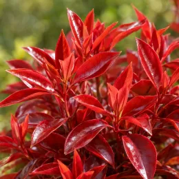 Photinia 'Red light' (Photinia fraseri) — gros plan sur feuillage rouge luisant