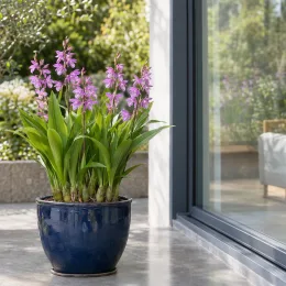 Orchidée blétille striée 'Var. hyacinthina' (Bletia striata) — plante fleurie en pot bleu sur terrasse