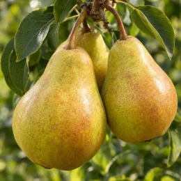 Poirier 'Beurre diel' (Pyrus communis) — gros plan sur plusieurs poires mûres · Photo d'illustration