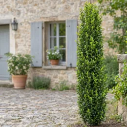 Fusain du japon 'Benkomasaki' (Euonymus japonicus) — arbuste élancé au feuillage dense devant maison
