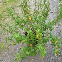 Ciste des corbières (Cistus corbariensis) — arbuste feuillu en pot noir sur sol graveleux · Pot 3L