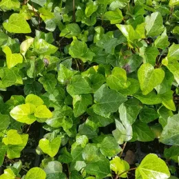 Lierre couvre-sol 'Bellecour ®' (Hedera) — dense feuillage luisant aux feuilles lobées · Godet