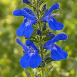 Sauge gentiane 'Blue angel' (Salvia patens) — gros plan sur des fleurs bleues · Photo d'illustration