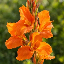 Canna (Canna andaloucia) — grande hampe florale orange sur fond vert · Photo d'illustration