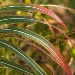 Miscanthus 'Red zenith' (Miscanthus sinensis) — longues feuilles arquées vertes et rouges · Photo d'illustration