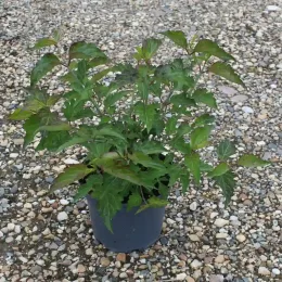 Arbre aux faisans 'Purple rain' (Leycesteria formosa) — jeune arbuste feuillu en pot plastique noir · Pot 3L