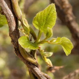 Kiwaï 'Issaï' (Actinidia arguta) — jeunes feuilles vertes sur tiges noueuses · Photo d'illustration