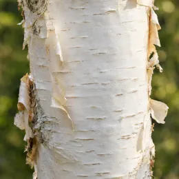 Bouleau de l'himalaya 'Doorenbos' (Betula utilis) — gros plan sur écorce claire qui s'exfolie · Photo d'illustration