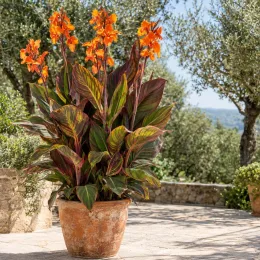 Canna (Canna andaloucia) — grand plant en pot sur terrasse ensoleillée · Photo d'illustration