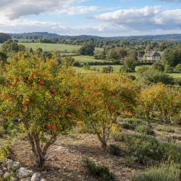 Grand grenadier à fruit 'Provence' (Punica granatum) — arbres fruitiers sur colline, campagne en arrière-plan · Photo d'illustration