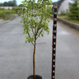 Poirier 'General leclerc' (Pyrus communis) — jeune arbre en pot avec tige de mesure · Pot 10L Gobelet