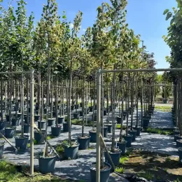 Tilleul de henry (Tilia henryana) — alignement de jeunes arbres en pots de pépinière · Pot 30L Tige 8/10
