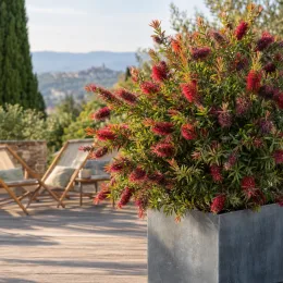 Rince-bouteilles 'Burgundy' (Callistemon) — arbuste fleuri rouge en bac sur terrasse