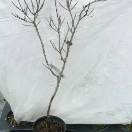 Argousier 'Zhemchuzhnitsa ♀' (Hippophae rhamnoides) — jeune arbuste dénudé en pot noir · Pot 3L