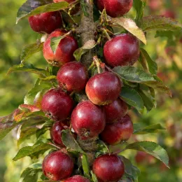 Pommier 'Ballerina maypole' (Malus domestica) — nombreux fruits rouges serrés sur tige verticale · Photo d'illustration
