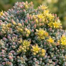 Orpin d'espagne (Sedum hispanicum) — touffe succulente aux petites fleurs étoilées jaunes · Photo d'illustration