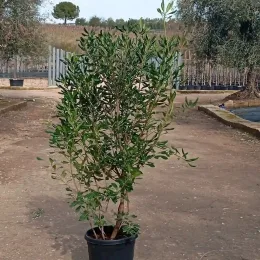 Pittospore du Japon (Pittosporum tobira) — arbuste vert en pot devant pépinière extérieure · Pot 30L