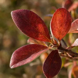 Azalée de chine 'Canescens' (Azalea mollis) — gros plan sur jeunes feuilles rouge brun · Photo d'illustration