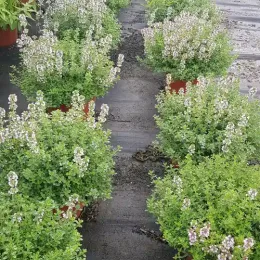Thym (Thymus citriodora) — rangées de plantes fleuries en pot de culture · Pot 2.5L Touffe