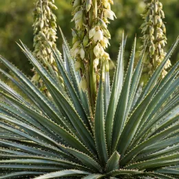 Dasylire (Dasylirion gentryi) — touffe de feuilles épineuses avec grande hampe florale · Photo d'illustration
