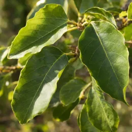 Magnolia de soulange 'Lennei alba' (Magnolia soulangeana) — gros plan sur feuilles vertes brillantes