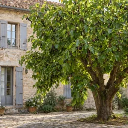 Mûrier blanc 'Giant fruit' (Morus alba) — grand arbre fruitier devant maison en pierre