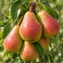 Poirier 'Moscou' (Pyrus communis) — groupe de fruits mûrs accrochés aux branches