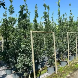 Chêne pédonculé 'Fastigiata koster' (Quercus) — arbres en pot cultivés en rangées droites