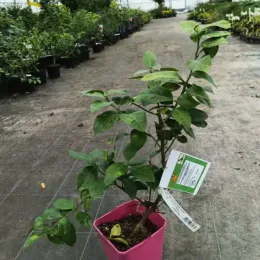Hybride de citron meyer et d'orange sanguine 'Doppio sanguinolo' (Citrus meyeri) — jeune agrume en pot rose sur allée · Pot 5L Touffe