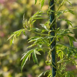 Jasmin blanc 'Night mormin' (Jasminum) — tiges volubiles à fin feuillage vert sur tuteur · Photo d'illustration