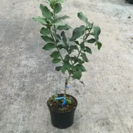 Citronnier 'Florentina' (Citrus limon) — jeune arbuste tige en pot plastique noir · Pot 5L Tige