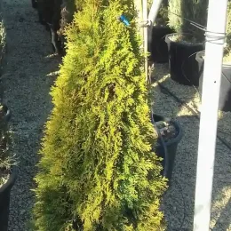 Thuya émeraude 'Emeraude' (Thuja occidentalis) — conifère colonnaire en pot sur allée gravillonnée · Pot 18L