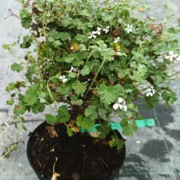 Géranium au parfum de pin-muscade (Pelargonium fragrans) — plante compacte en pot noir, petites fleurs blanches · Pot 3L