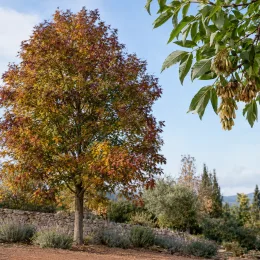 Frêne blanc (Fraxinus americana) — grand arbre isolé au feuillage automnal coloré · Photo d'illustration