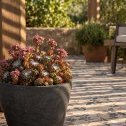 Joubarbe 'Sirius' (Sempervivum) — succulente en pot sur terrasse ensoleillée · Photo d'illustration