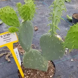 Cactée 'Ellisiana' (Opuntia cacanapa) — jeune cactus en pot de culture extérieur · Pot 2.5L