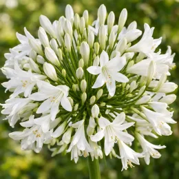 Agapanthe 'White' (Agapanthus) — ombelle dense de fleurs blanches ouvertes et en boutons · Photo d'illustration