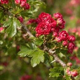 Aubépine 'Paul s scarlet' (Crataegus laevigata) — grappe de petites fleurs rouges sur branche épineuse