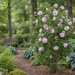 Althéa 'French cabaret pastel' (Hibiscus syriacus) — arbuste fleuri aux grandes fleurs roses doubles