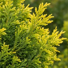 Cyprès de leyland 'Castlewellan gold' (Cupressocyparis leylandii) — gros plan de feuillage vert et jaune doré