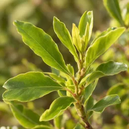 Arbre aux perles 'Magical springtime' (Exochorda racemosa) — gros plan sur jeunes feuilles vertes luisantes