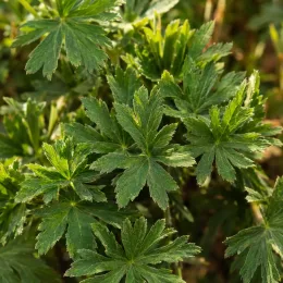 Géranium sanguin 'Pink pouffe' (Geranium sanguineum) — feuillage vert découpé en lobes, en massif