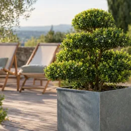 Houx crénelé 'Kinme' (Ilex crenata) — arbuste taillé en nuages sur terrasse ensoleillée