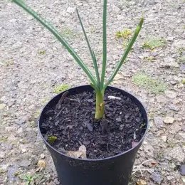 Ail d'ornement 'Ampeloprasum' (Allium ampeloprasum) — jeune plant dressé dans un pot noir · Pot 1.5L