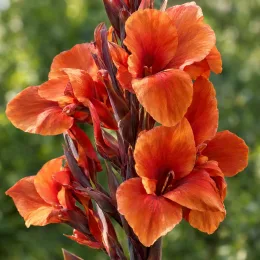 Canna — grappes de grandes fleurs orange en gros plan · Photo d'illustration