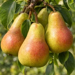 Poirier bartlett 'Bartlett' (Pyrus communis) — gros plan de fruits mûrs pendants