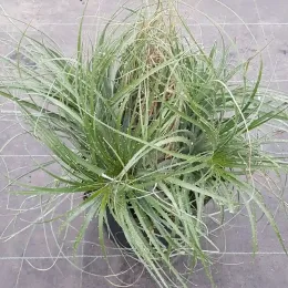 Puya violet 'Violacea' (Puya coerula) — touffe de feuilles étroites et arquées en pot · Pot 8L