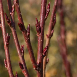 Érable du japon 'Twombly's red sentinel' (Acer palmatum) — gros plan sur jeunes rameaux rouges avec bourgeons